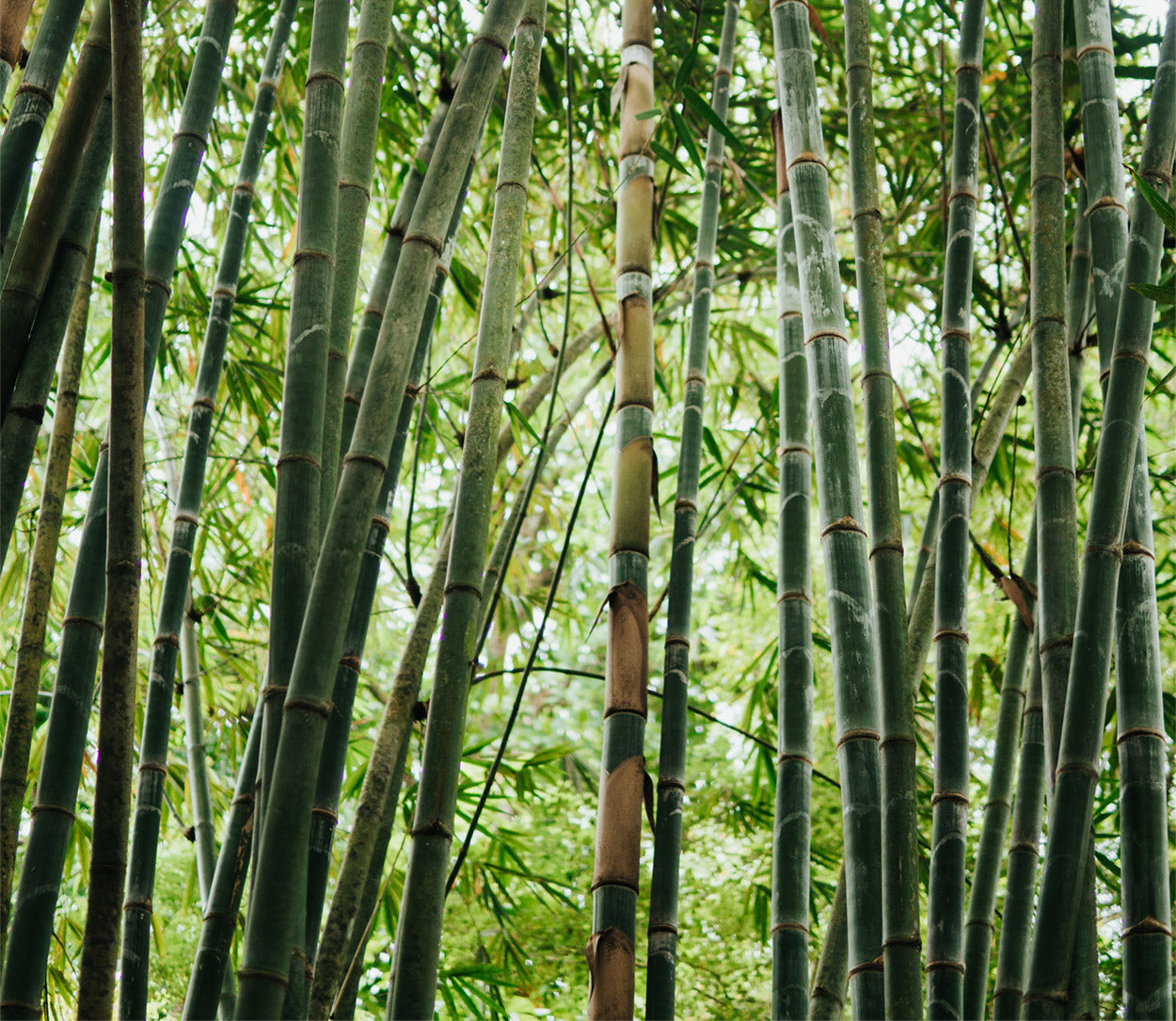 Le bambou est-il meilleur que le coton ? La réponse !